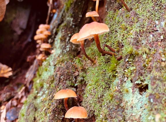 Lord Hill Regional Park - Snohomish, WA