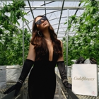 Goldflower Cannabis Dispensary Tampa