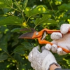 Hurricane Tree Services & Landscaping inc gallery