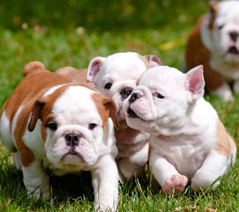 Warwick Town & Country Vets - Warwick, QLD