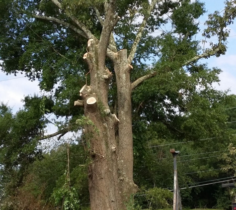 Ron Raby Tree Service