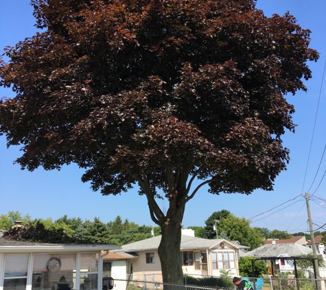 All in tree service and land clearing - Port Huron, MI