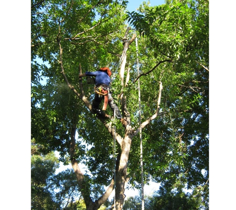 The Tree Doctor (Qld) Pty Ltd - Everton Hills, QLD