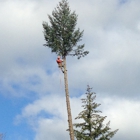 North Umpqua Tree Service