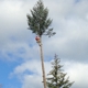 North Umpqua Tree Service