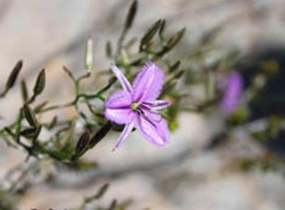 David Woolcott Naturopath - Wanneroo, WA