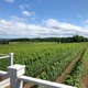 Brys Estate Vineyard & Winery