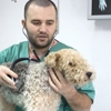 Animal Emergency Hosp gallery