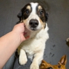 Reynolds Pet Resort - Portland gallery