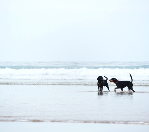 Sunshine Beach Veterinary Surgery - Sunshine Beach, QLD