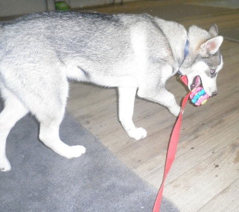 Lana's Dog Training - North Bendigo, VIC