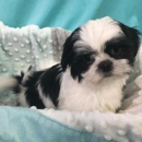 Family Puppy Toledo - Pet Stores
