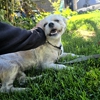 Full House Dog Training gallery