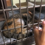 Pasadena Humane