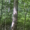 Charles Kolb And Sons Logging gallery