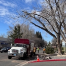 Joe Benigno's Tree Service - Arborists