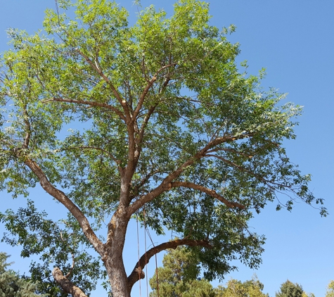 Wild Bills Tree Service - Bountiful, UT