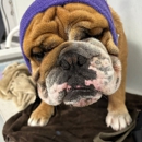 Fefe's Grooming Salon - Pet Grooming