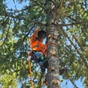 CDA Tree and Utility gallery