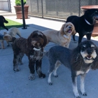 Williamsburg Pet Hotel & Suites