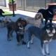 Williamsburg Pet Hotel & Suites