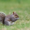 Tri-City Termite & Pest Control gallery