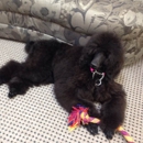 Doggie Style Pet Grooming LLC - Pet Grooming