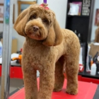 The Dog From Ipanema