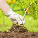 JRD Landscaping & Tree Service - Tree Service