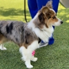 Tempe Lake Veterinary Clinic & Pet Resort gallery