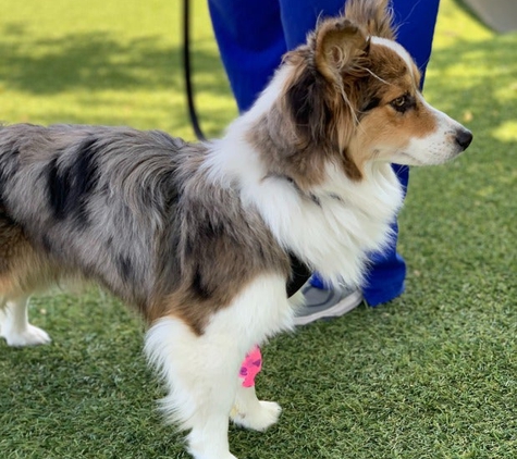 Tempe Lake Veterinary Clinic & Pet Resort - Tempe, AZ