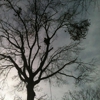 Hardwood Tree Service gallery