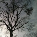 Hardwood Tree Service - Tree Service
