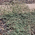 East Valley Weed Control