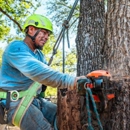Tree Scouts Tree Service Leander - Tree Service