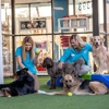 Meadowlake Pet Resort gallery