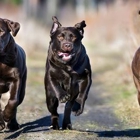 Windsor Kennels English Labs