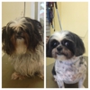 Doggie dream salon gallery