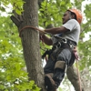 North Raleigh Tree Service gallery