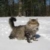 Regal Siberian Cattery gallery