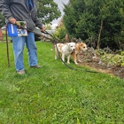 Dog Guard Pet Fencing