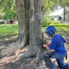 Tree Pros of Florida gallery