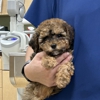 VCA All Pet Animal Hospital/Taylorsville gallery
