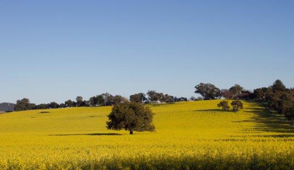 Raine & Horne Wellington - After Hours. Beautiful View Of A Local Canola Crop
