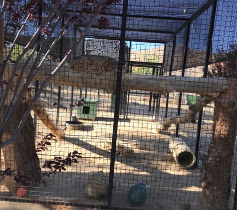 Exotic Feline Breeding Cmpnd - Rosamond, CA