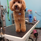 Fluffy Dog Cozy Cat Salon