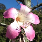 Na Aina Kai Botanical Gardens