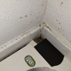 Rocky Mountain Bed Bug gallery