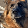 Dog Training Elite NC Triangle - Durham gallery