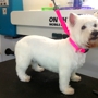 On the Spot Mobile Dog Grooming